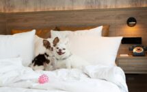 Pet-Friendly Stay Package