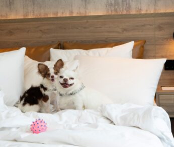 Pet-Friendly Stay Package