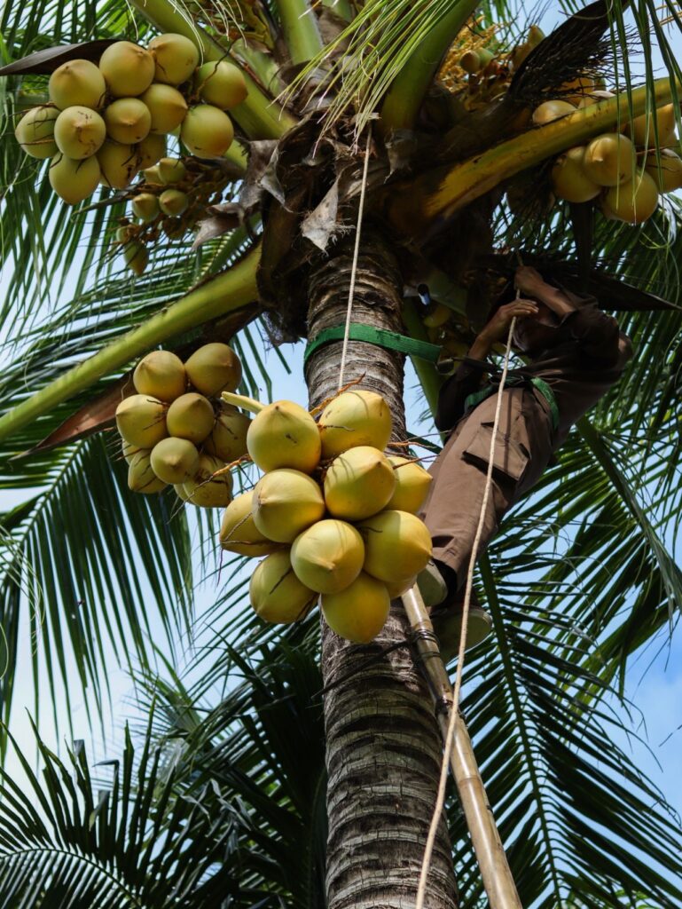 Weekly Coconut Harvesting Experience